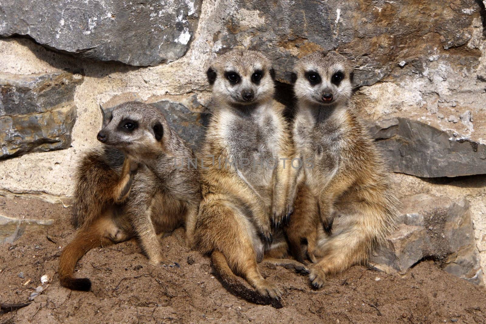 Meerkat family with cub