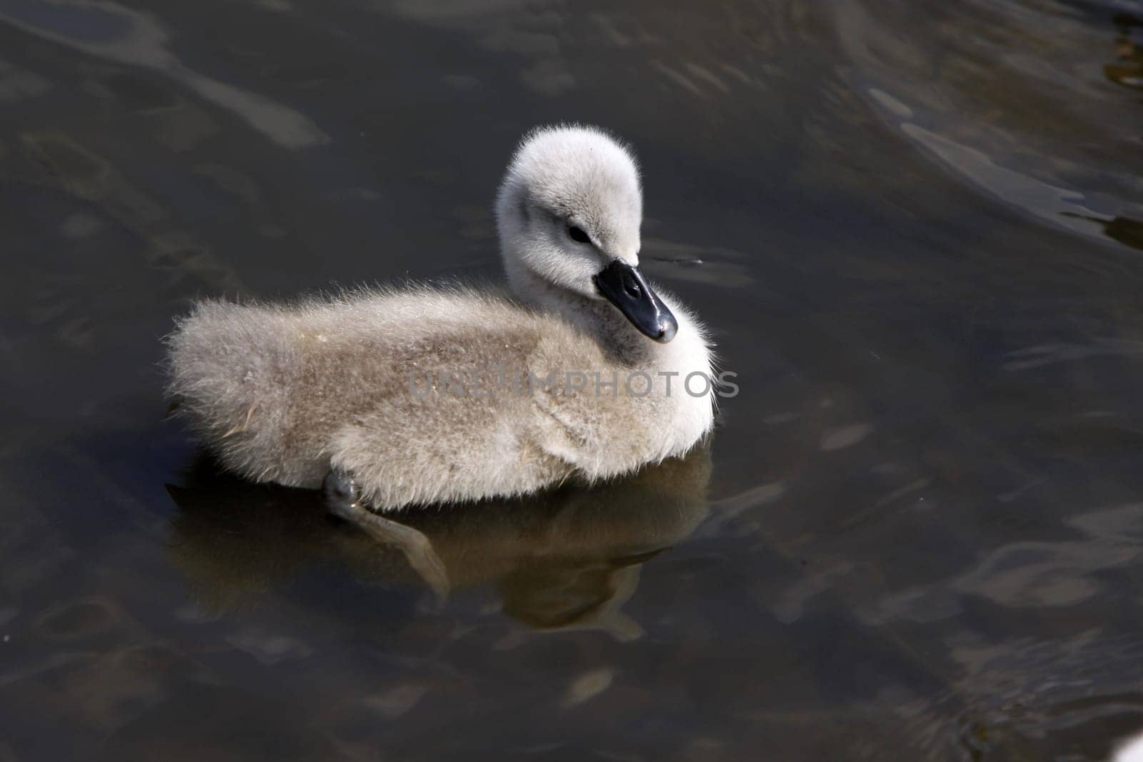 Mute Swan Chick