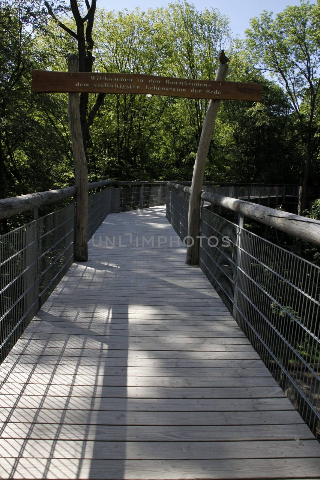 Treetop Walk in Hainich National Park
