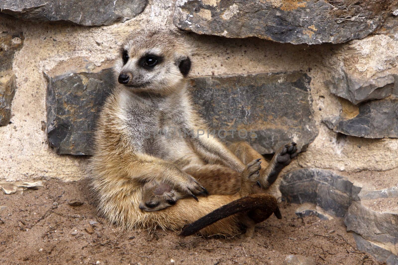 Meerkat with baby
