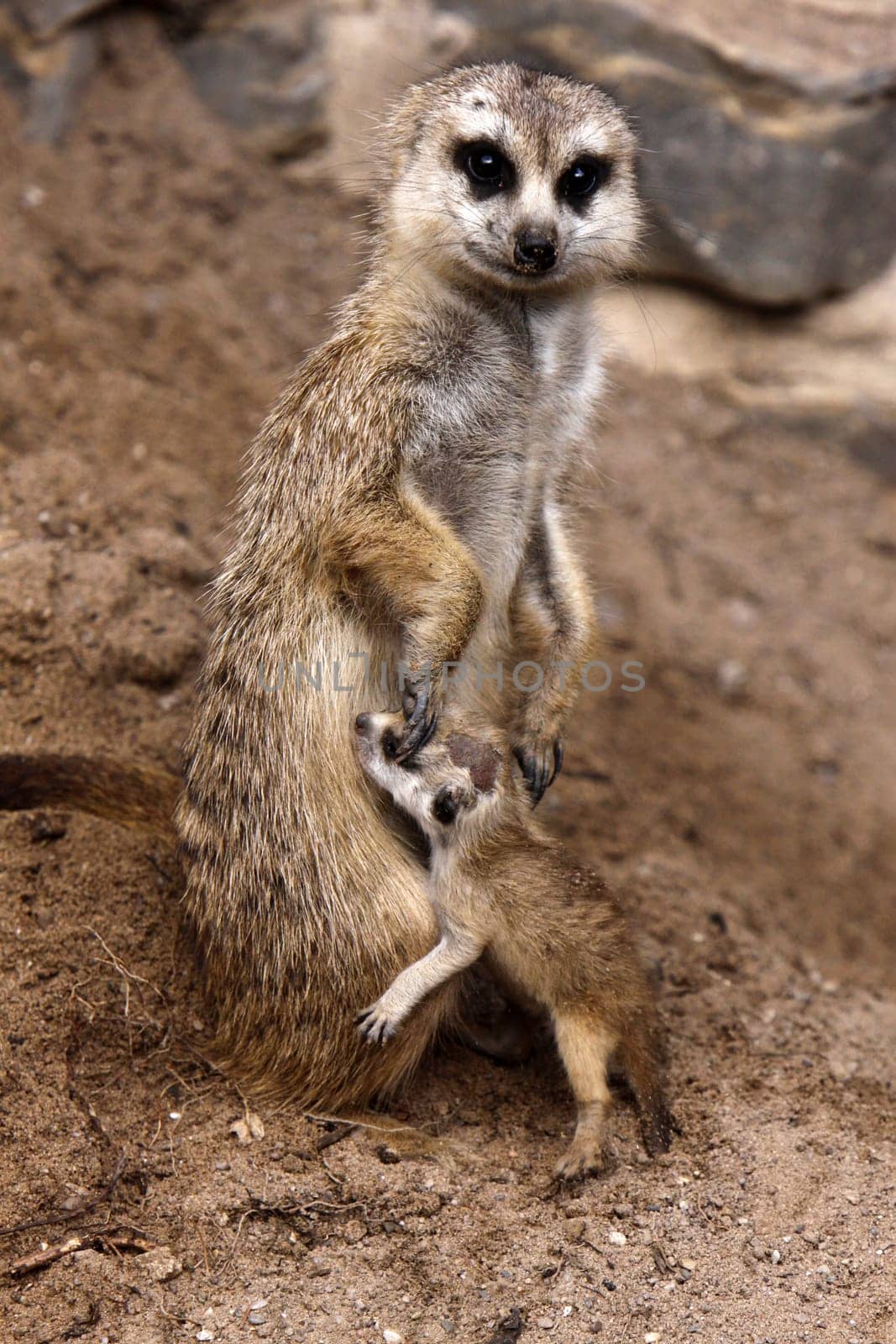 Meerkat with baby