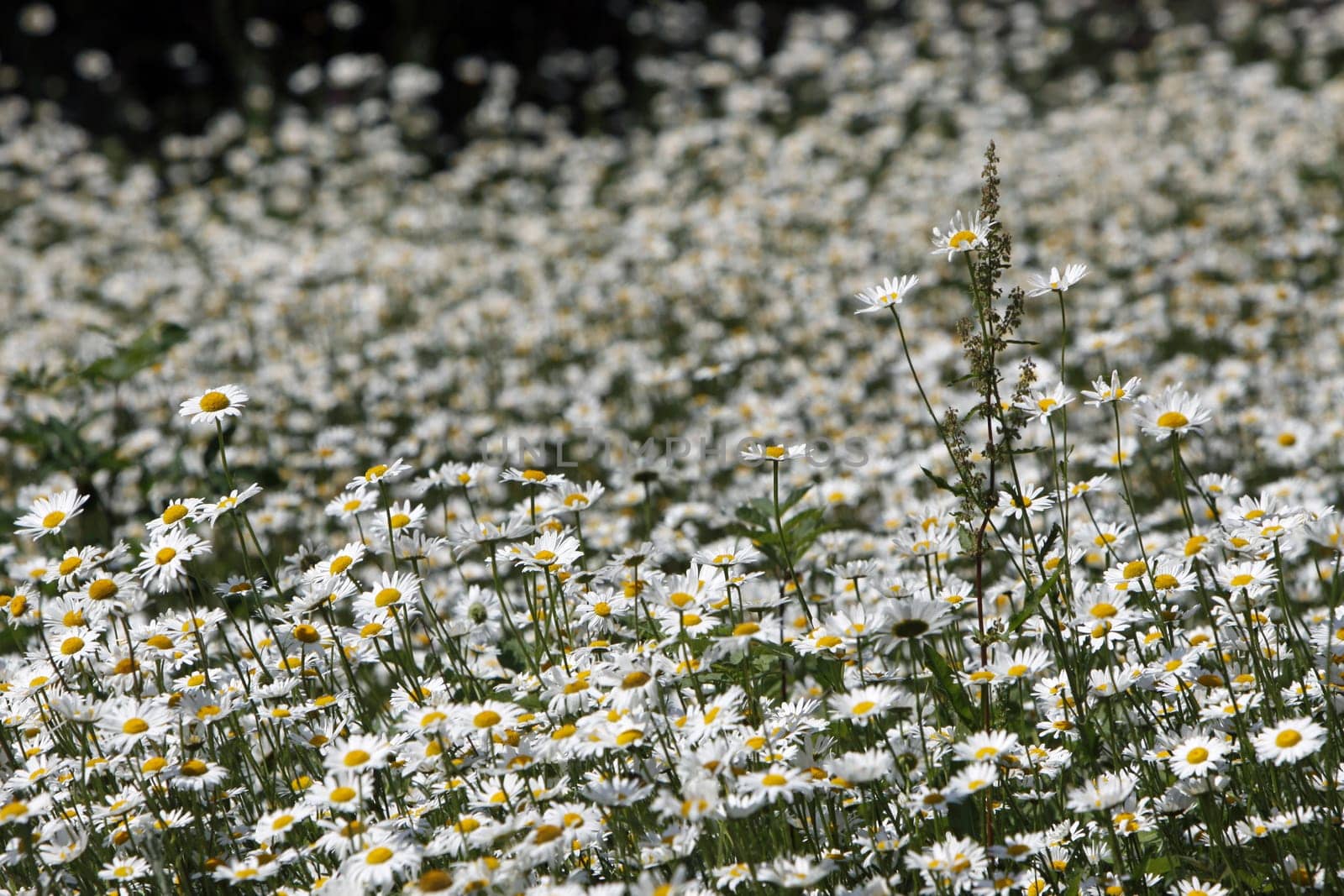Daisy meadow