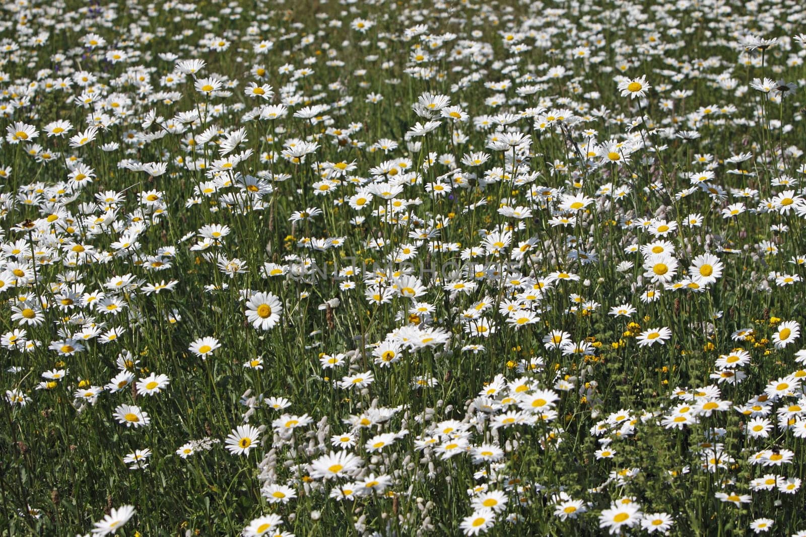 Daisy meadow