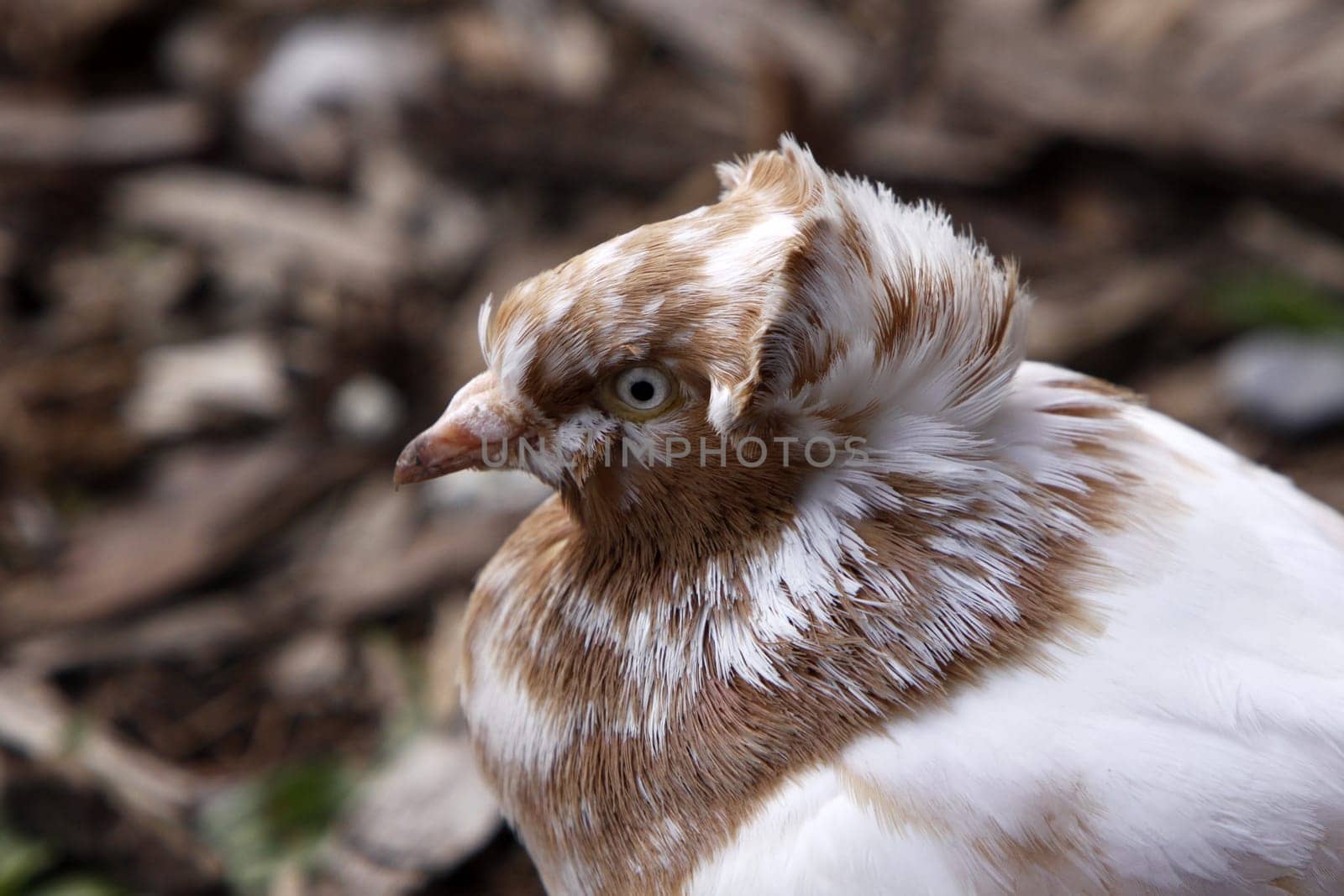 Brown and white dove