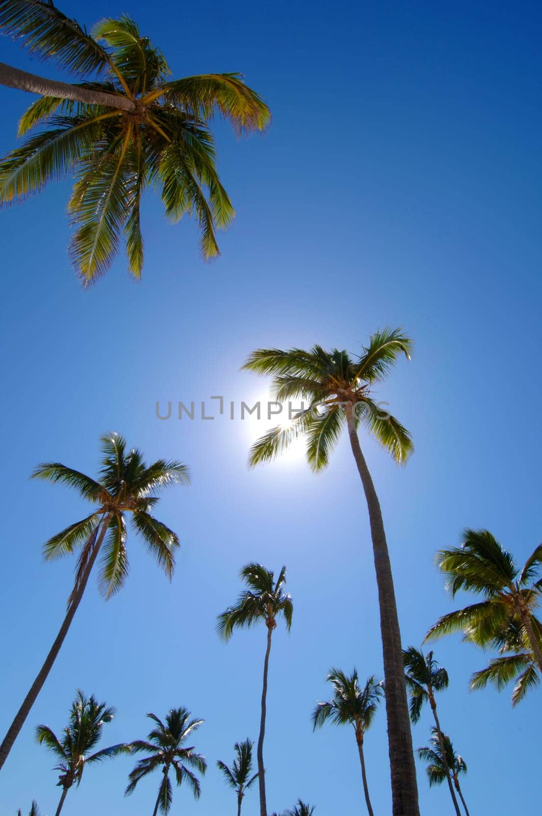 Palm trees