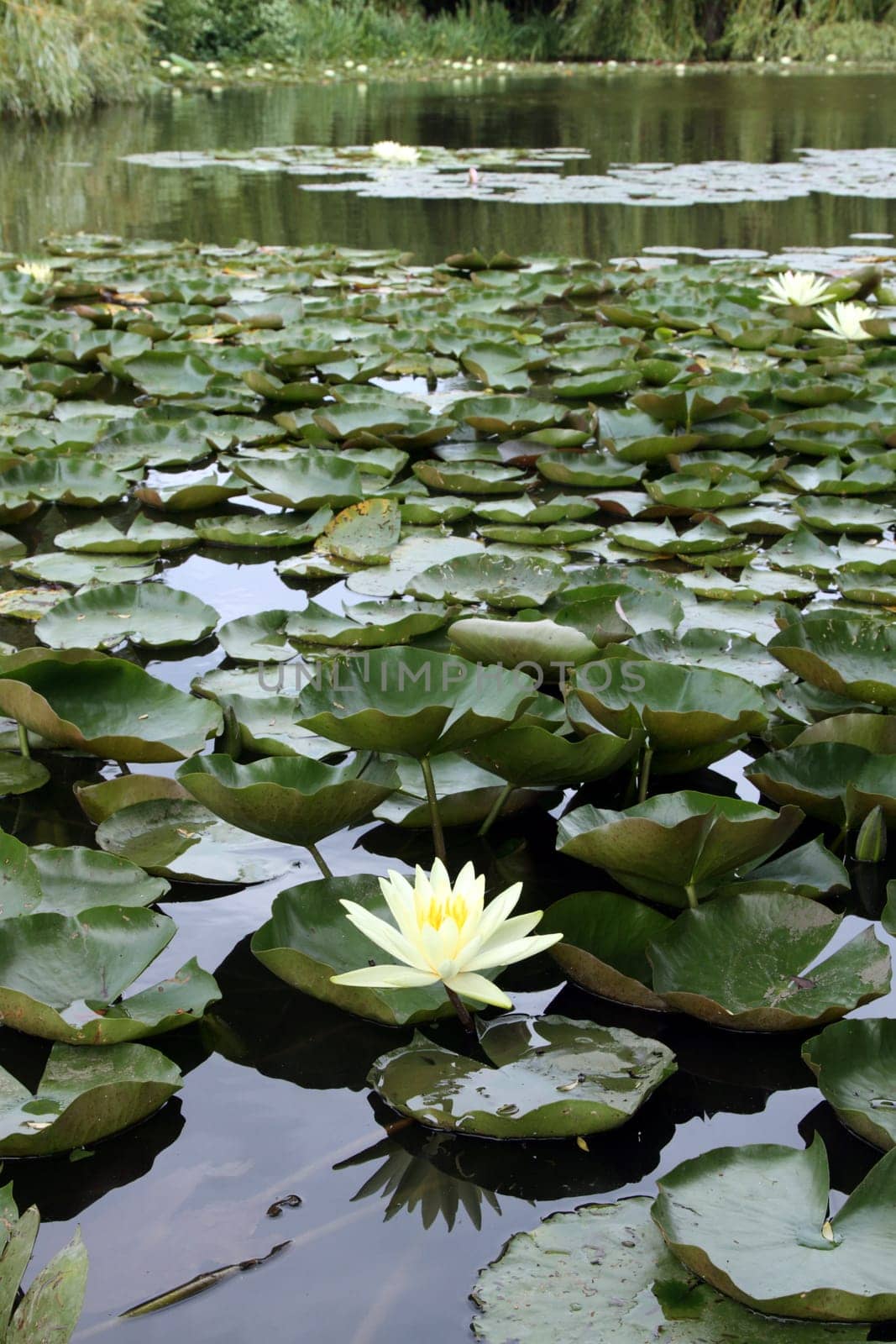 details of water lily in a zen garden