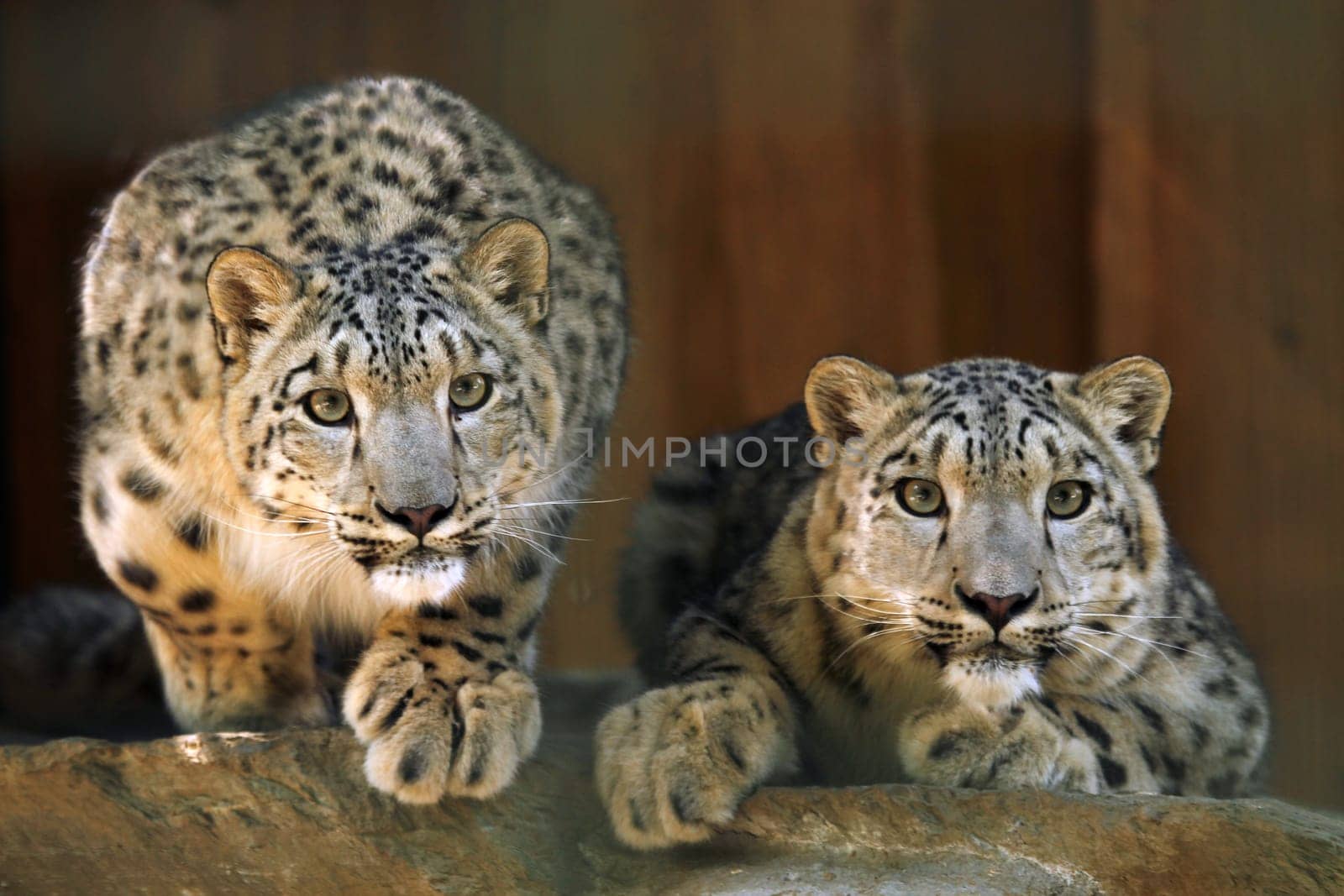 On the lookout