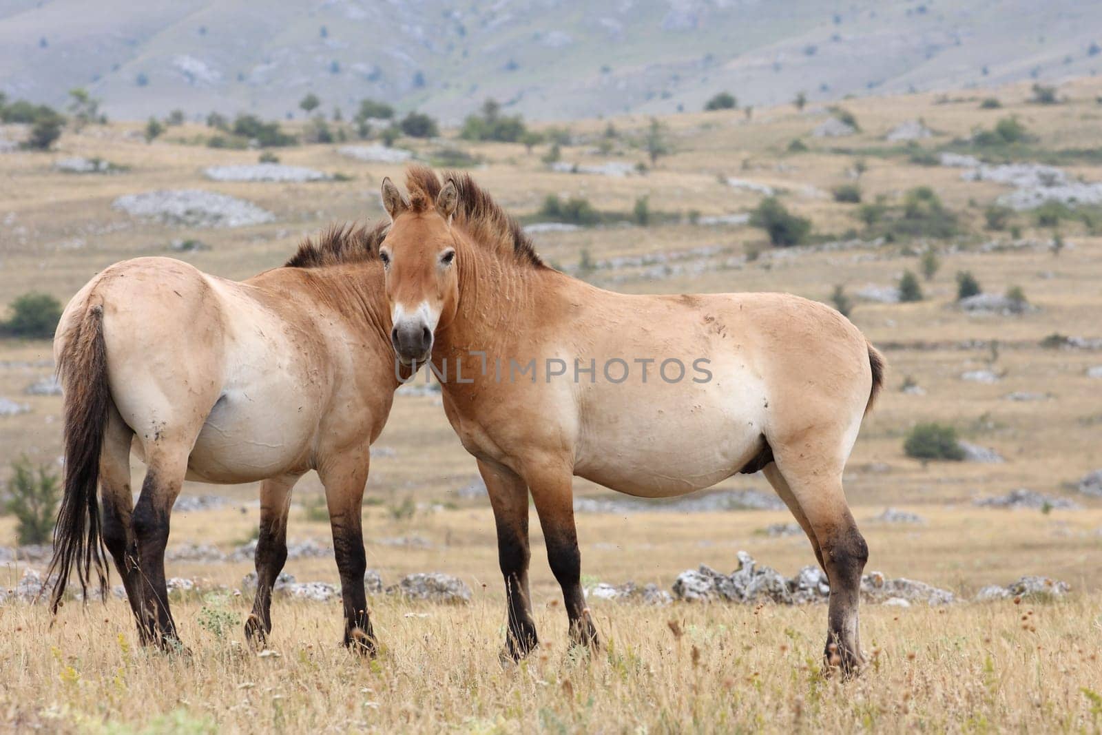 details of Przewalski horse