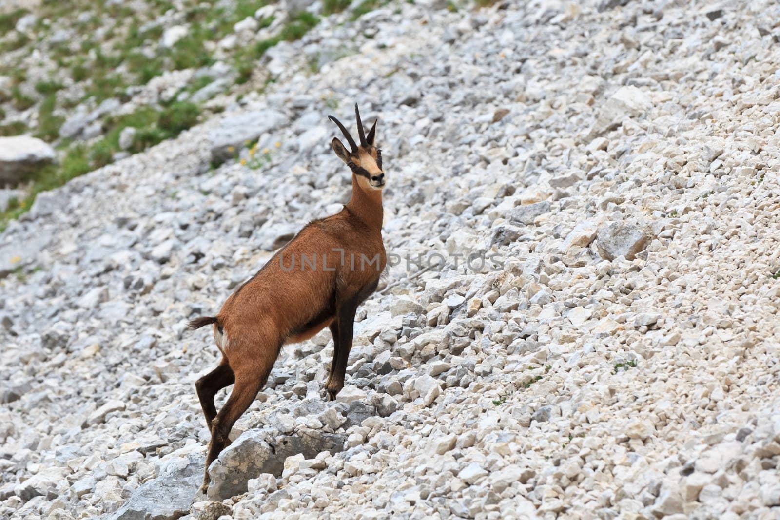 chamois (Rupicapra Carpatica) who goes on a mountain