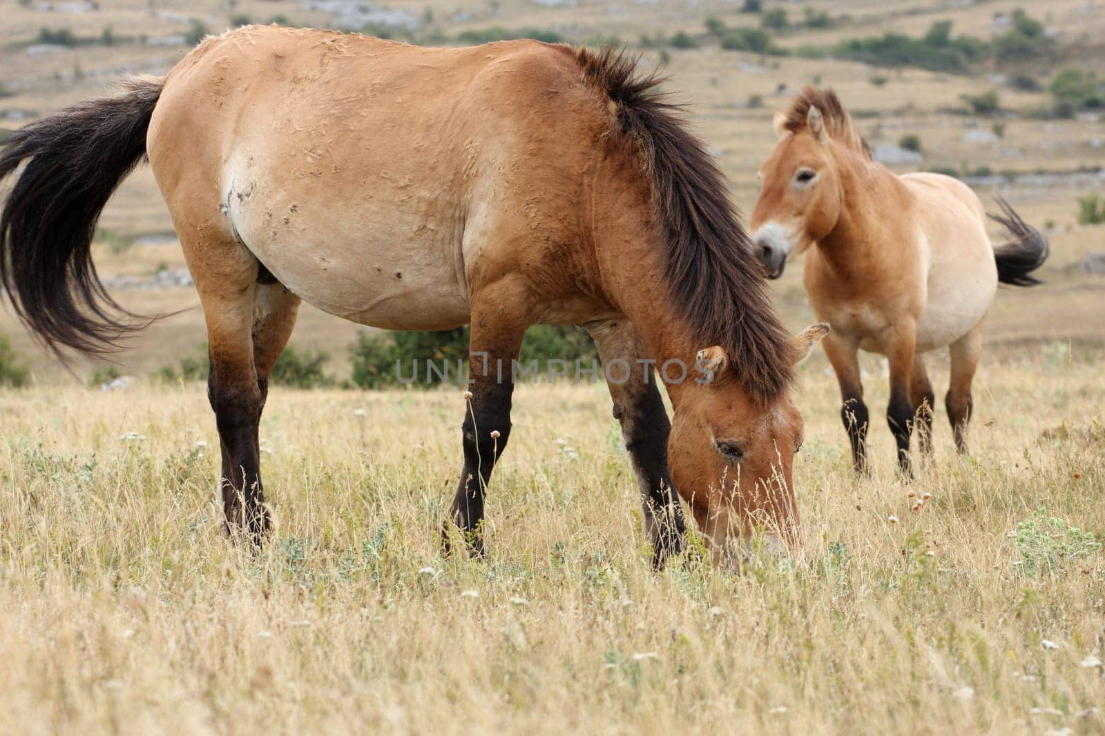 details of Przewalski horse