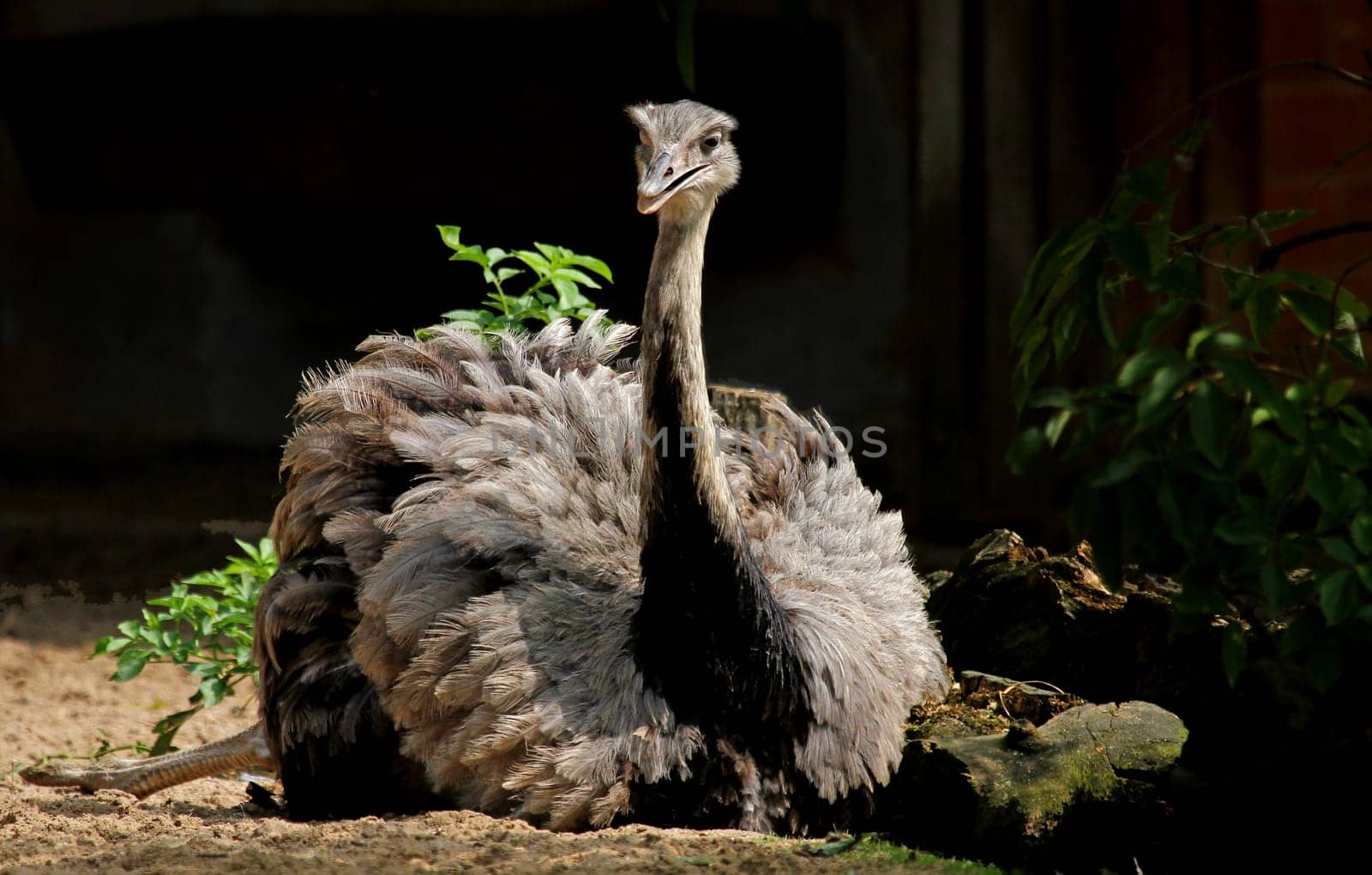 Greater rhea