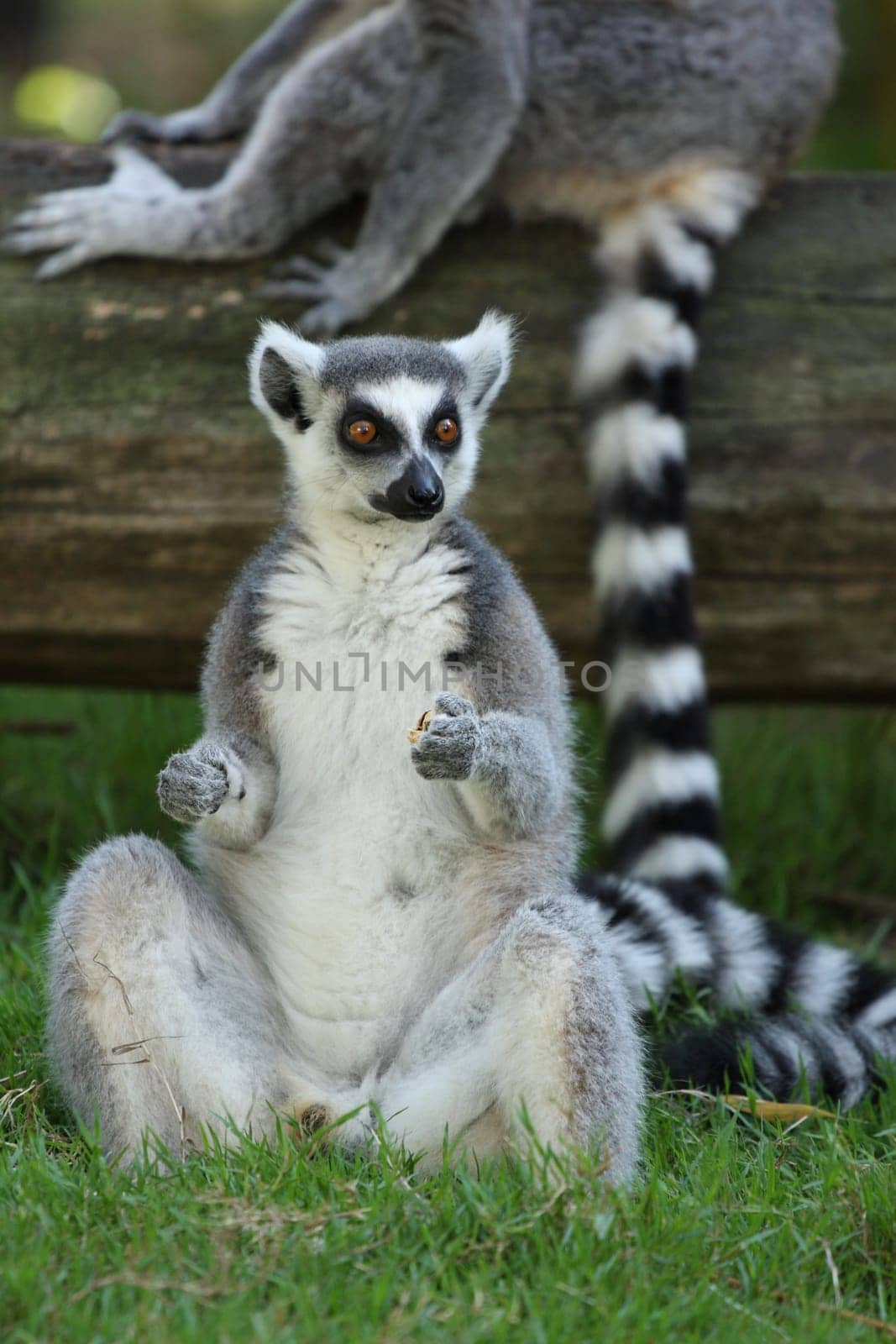 details of a lemur catta