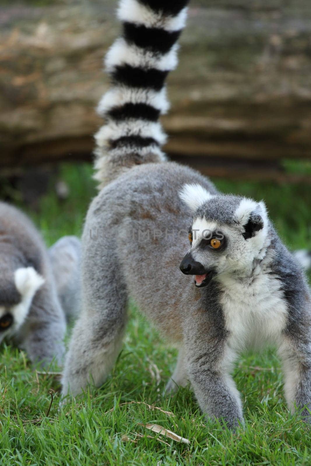 details of a lemur catta