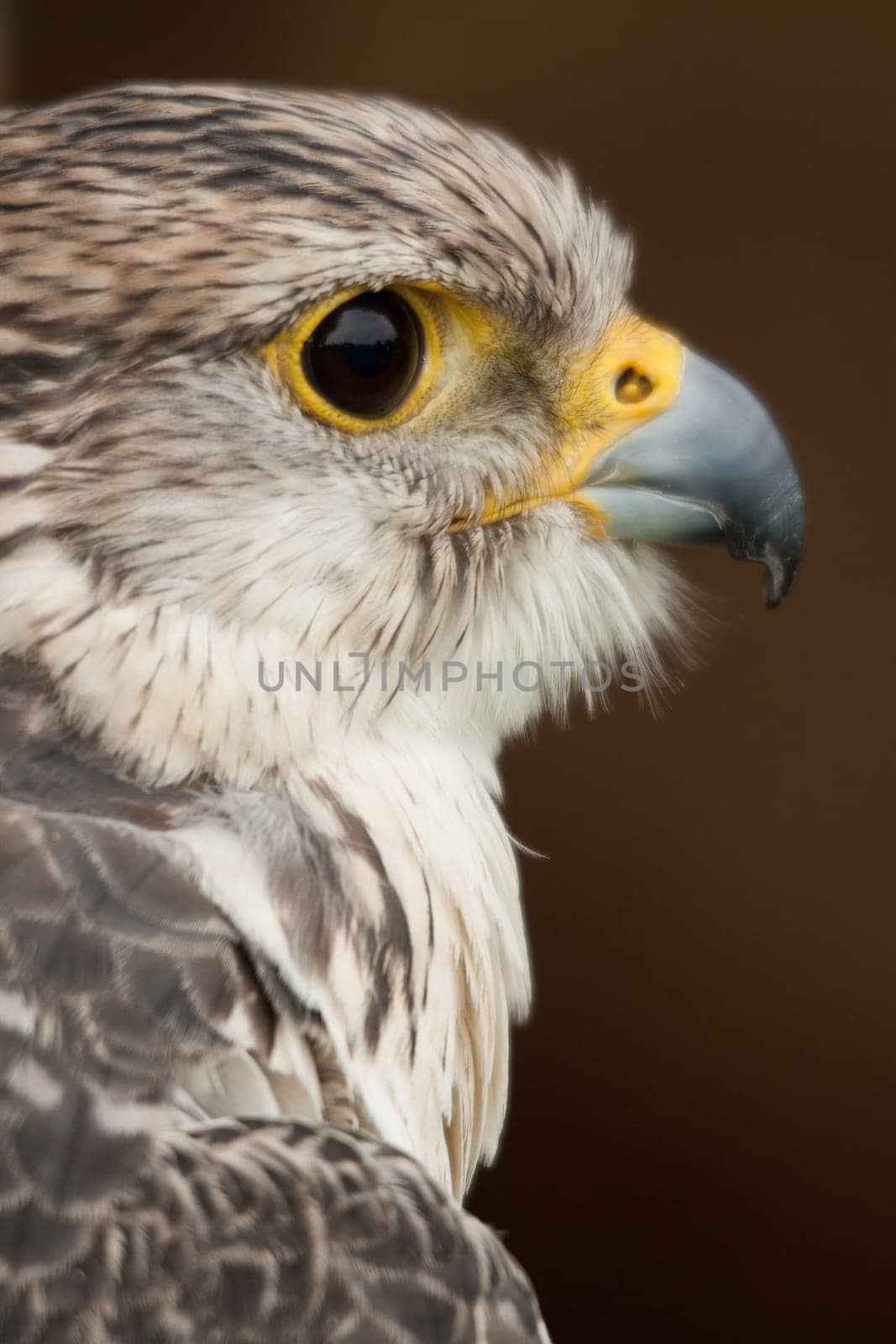 Hybrid falcon