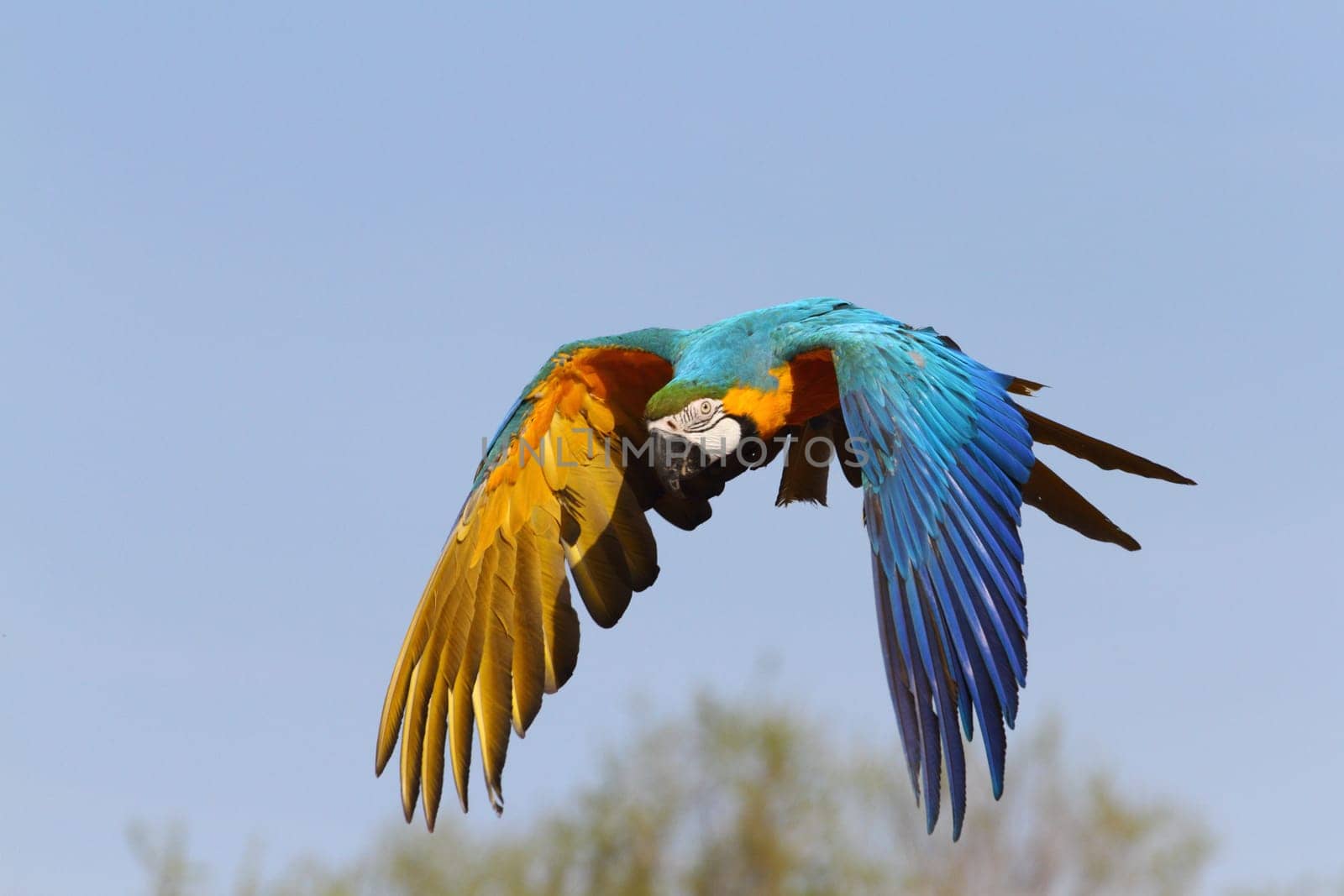 details of a blue and yellow macaw in flight