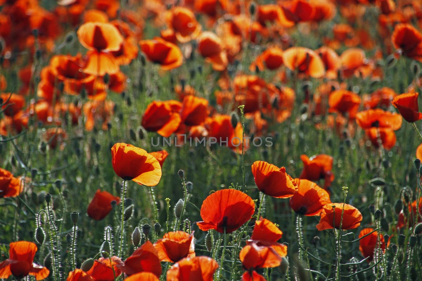 Poppy Field