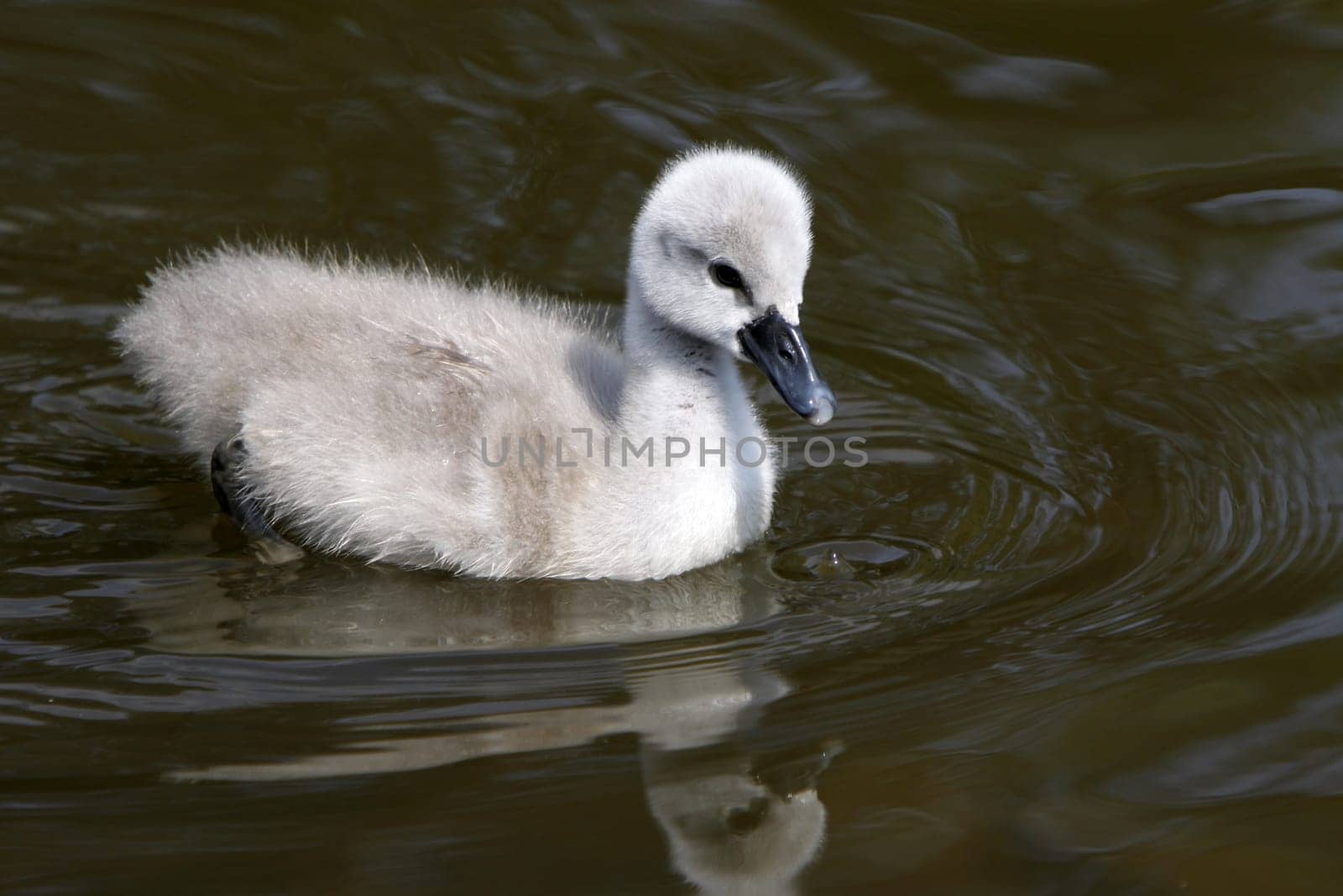 Mute Swan Chick
