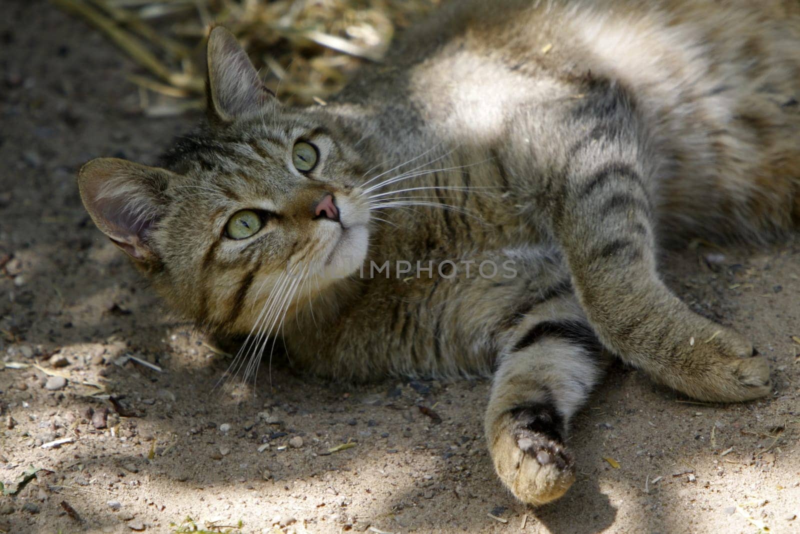 European wildcat