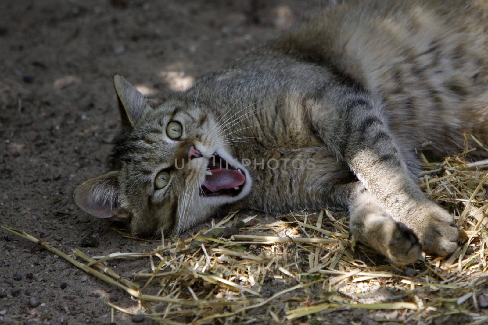 European wildcat