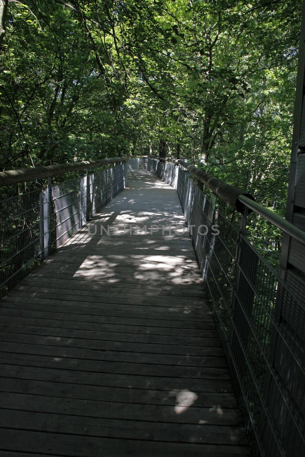 Treetop Walk in Hainich National Park