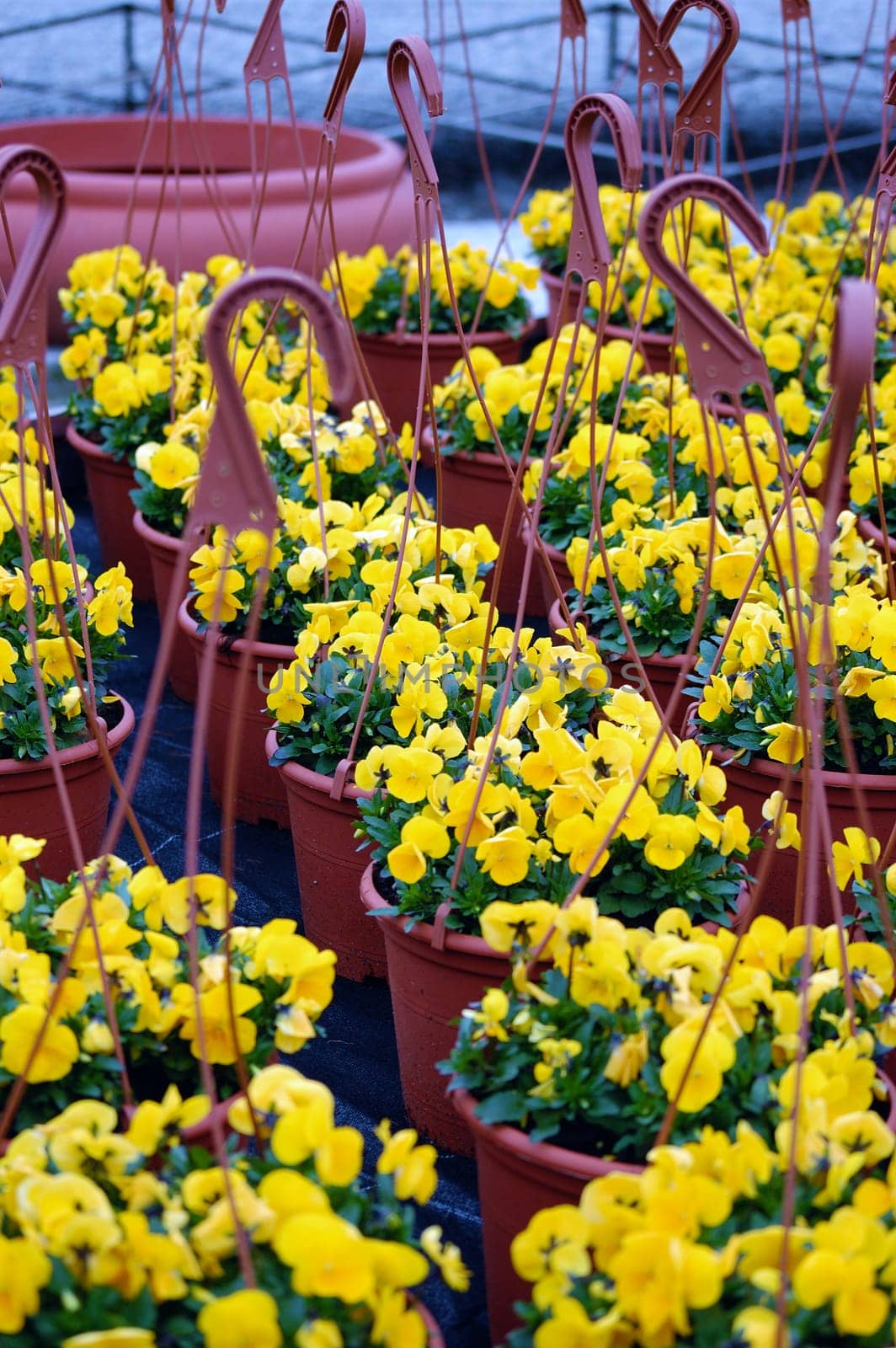 greenhouse yellow violet flowers growing in vases