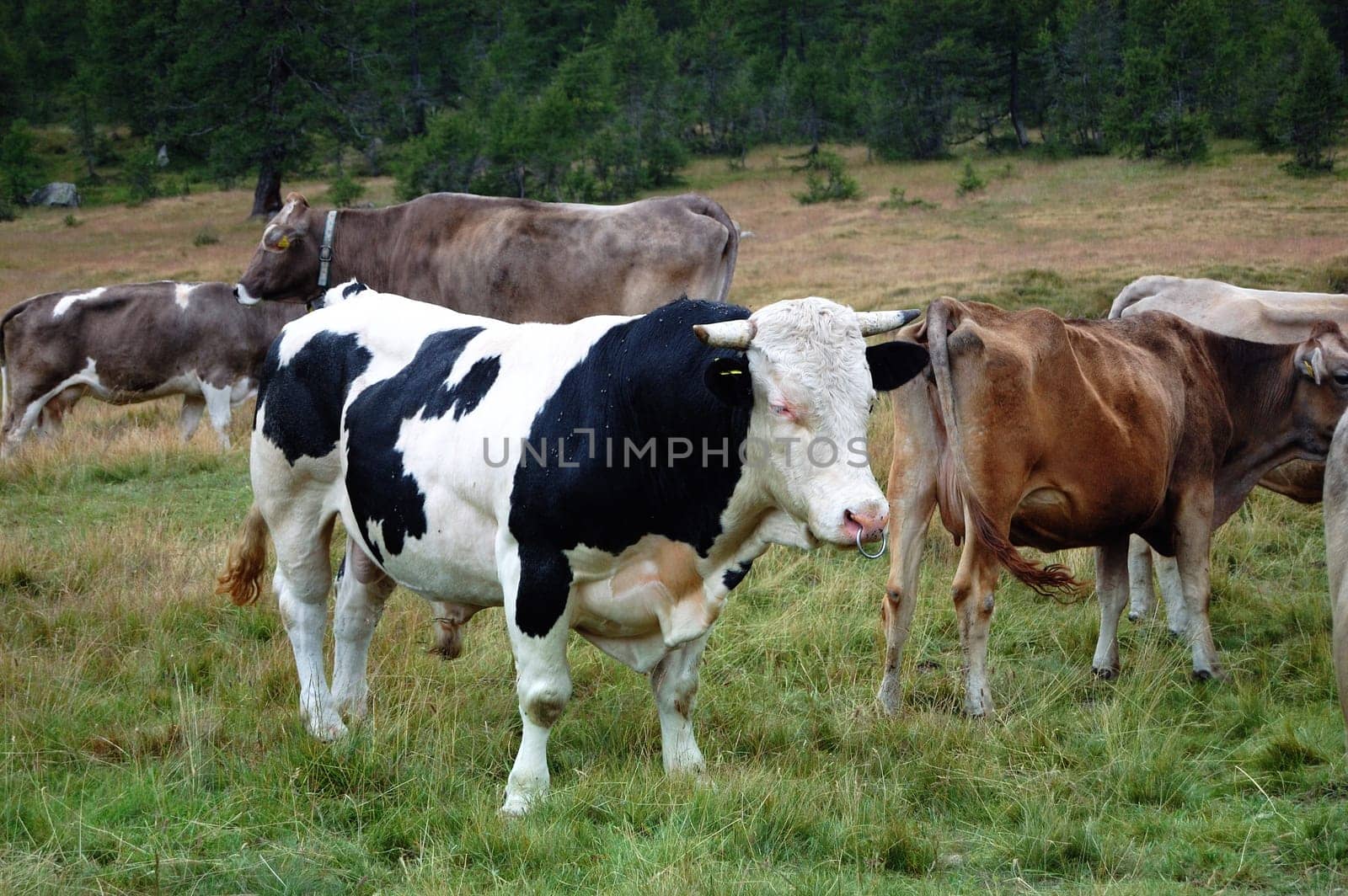 black and white bull cow in a farm