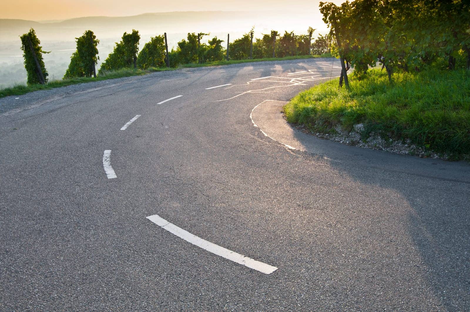 Curve of a road in a vineyard