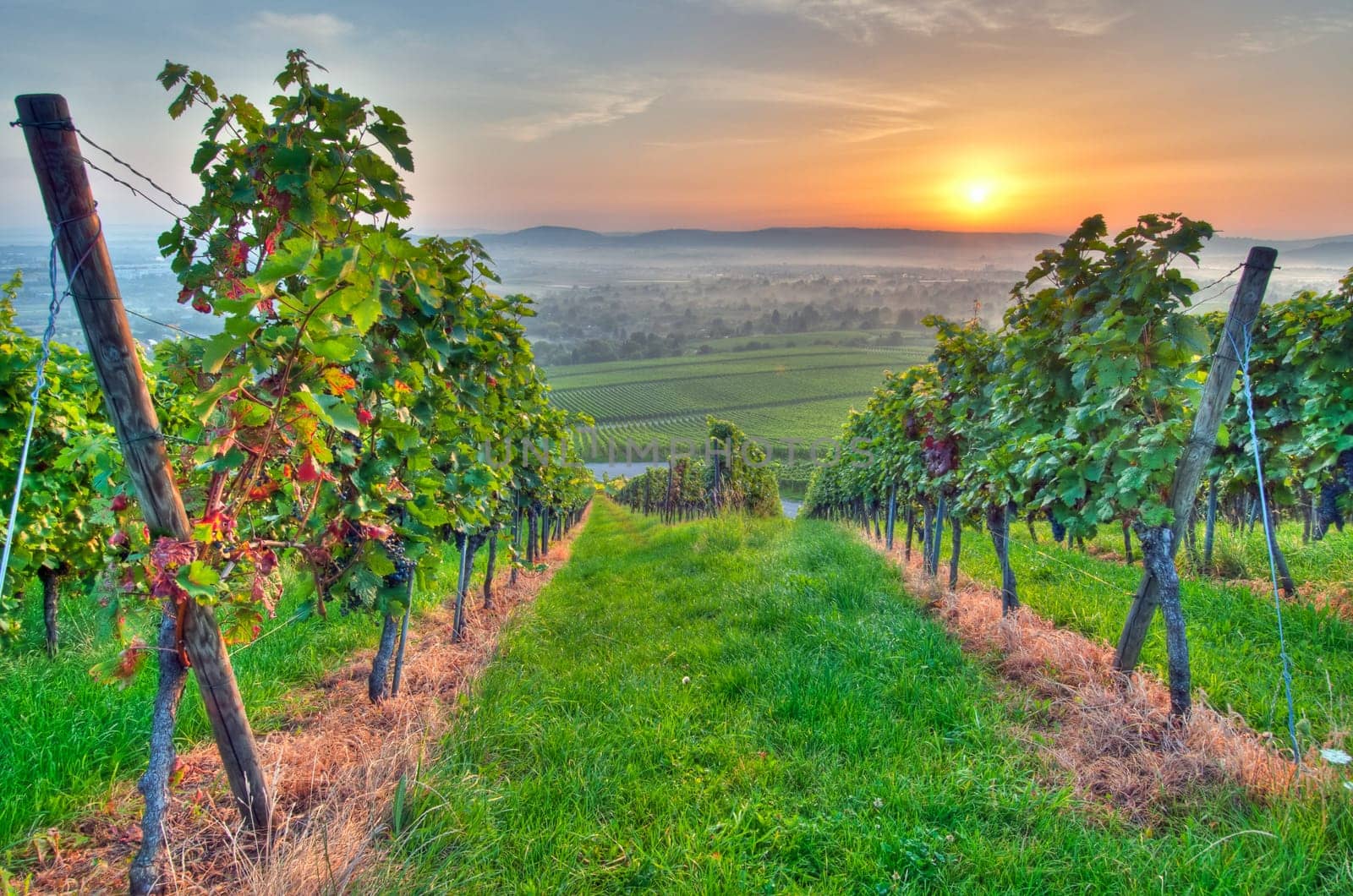 Sunlight in summer in a vineyard in Württemberg