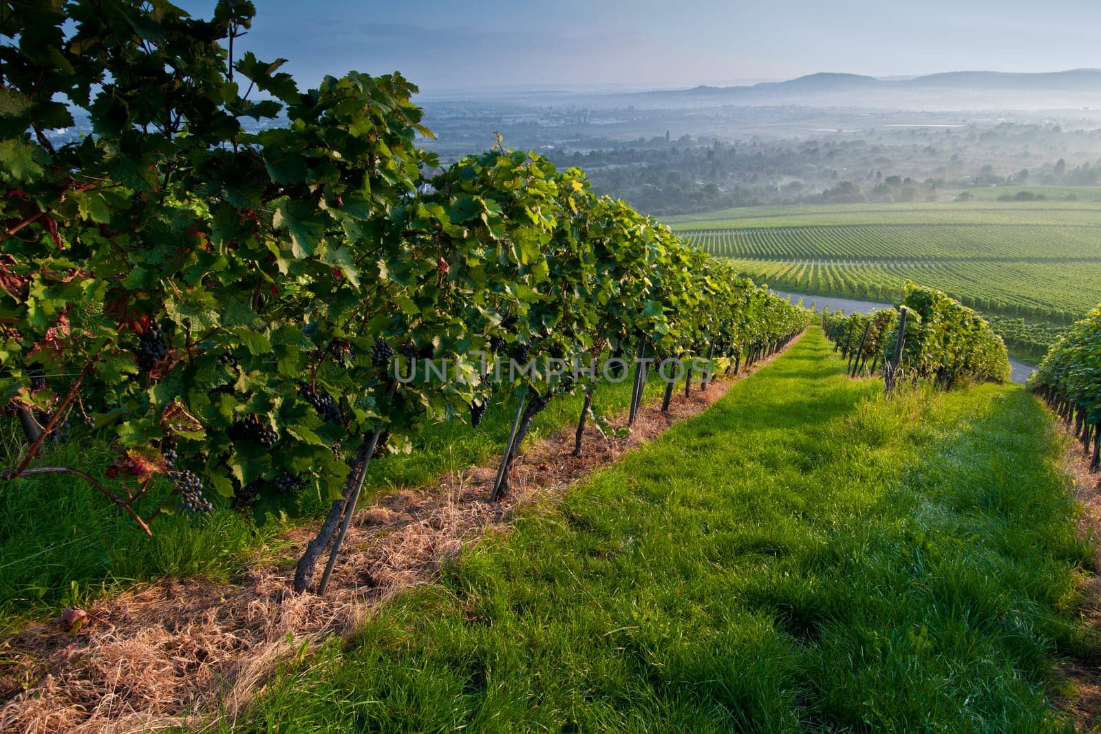 Sunny vineyard on a summer morning