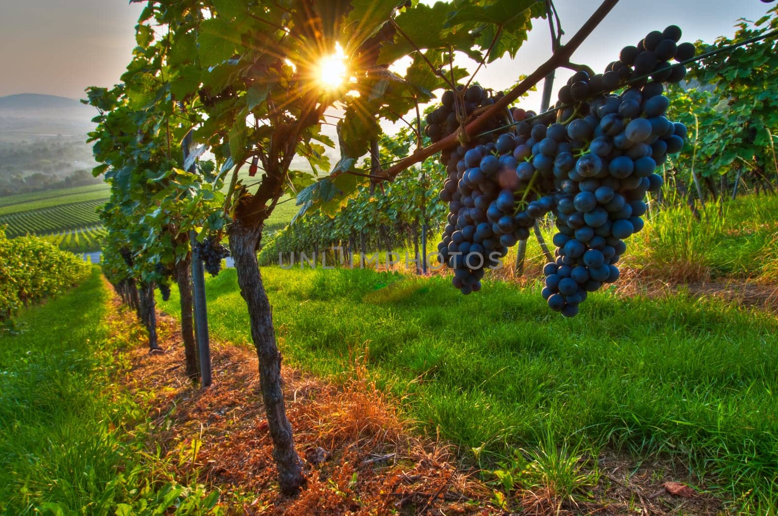 Red wine grapes in vineyard with backlight