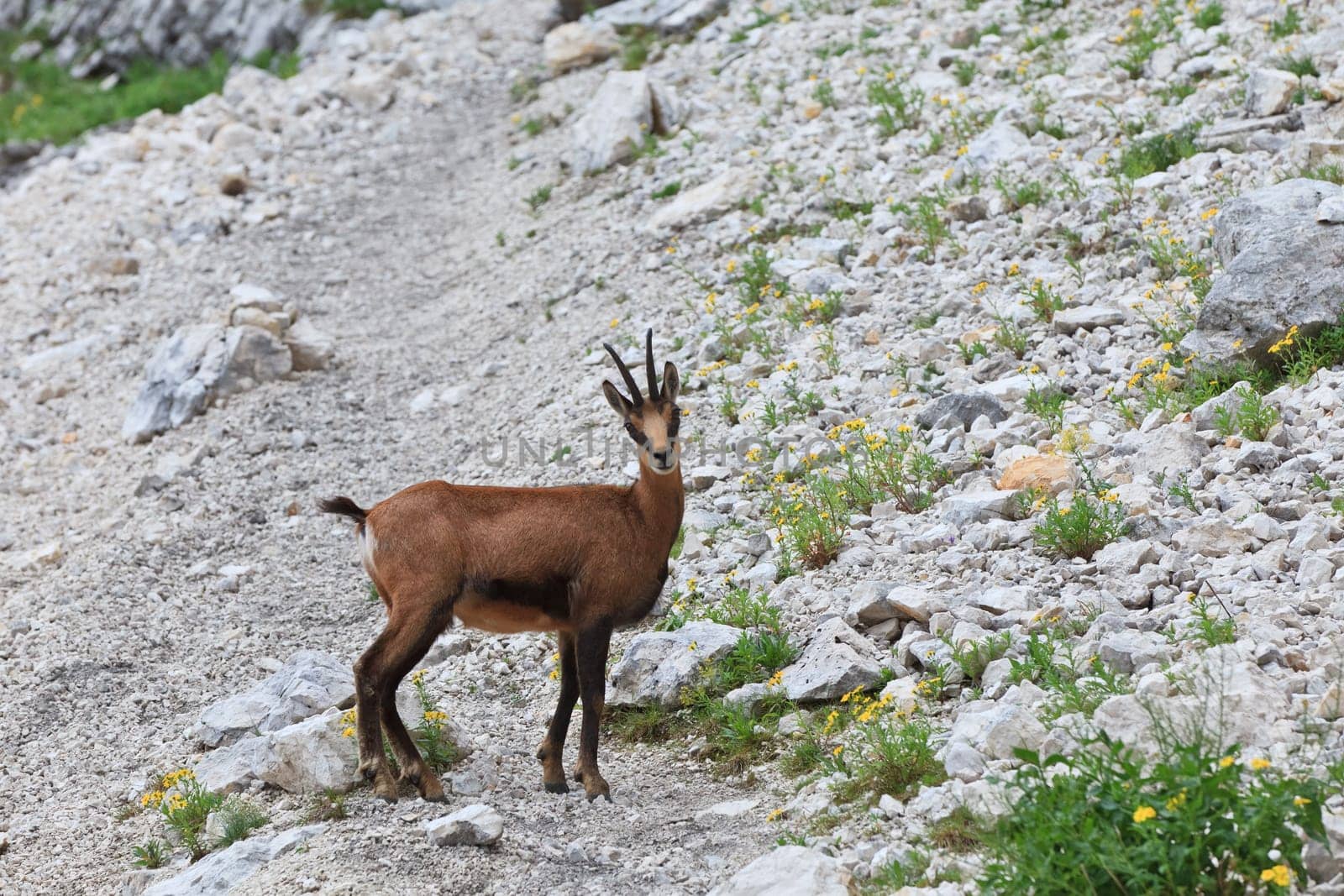 chamois (Rupicapra Carpatica) who goes on a mountain