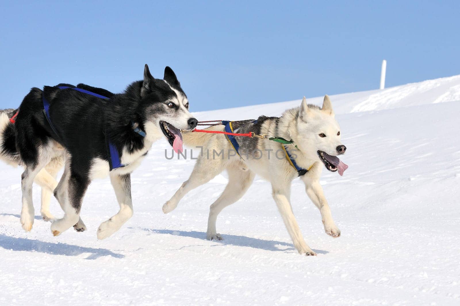 sportive dog team is running in the snow