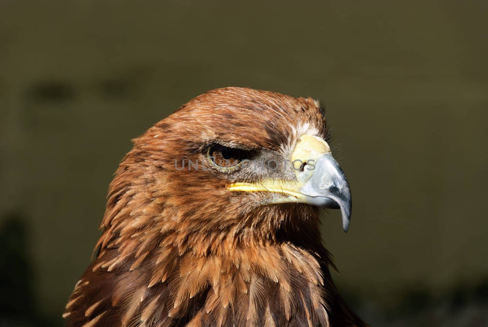 closeup of the head of a golden eagle