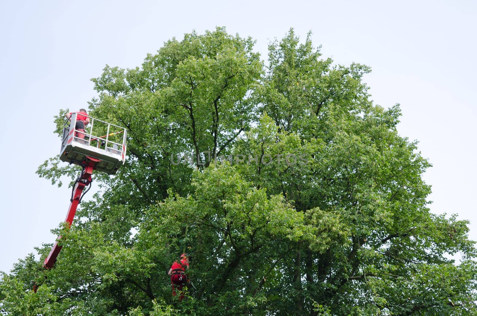Lumberjacks at work