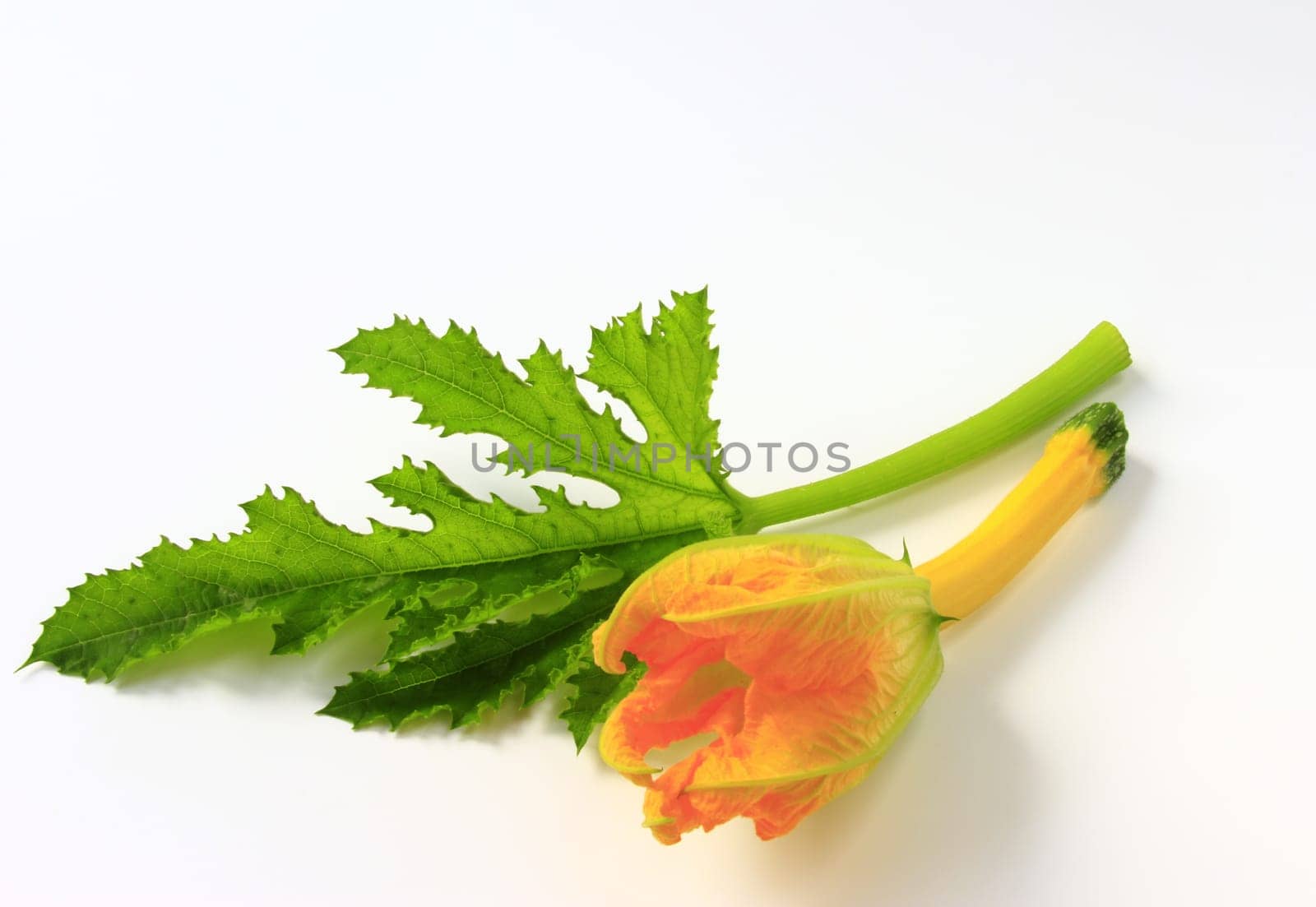 Zucchini with flower and leaf,cut out