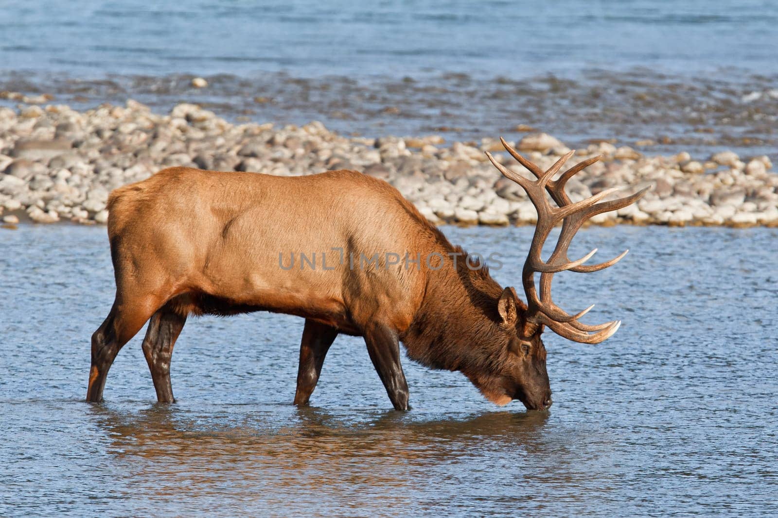 Bull elk, cervus canadensis in Athabasca River, Jasper National Park, Alberta, Canada