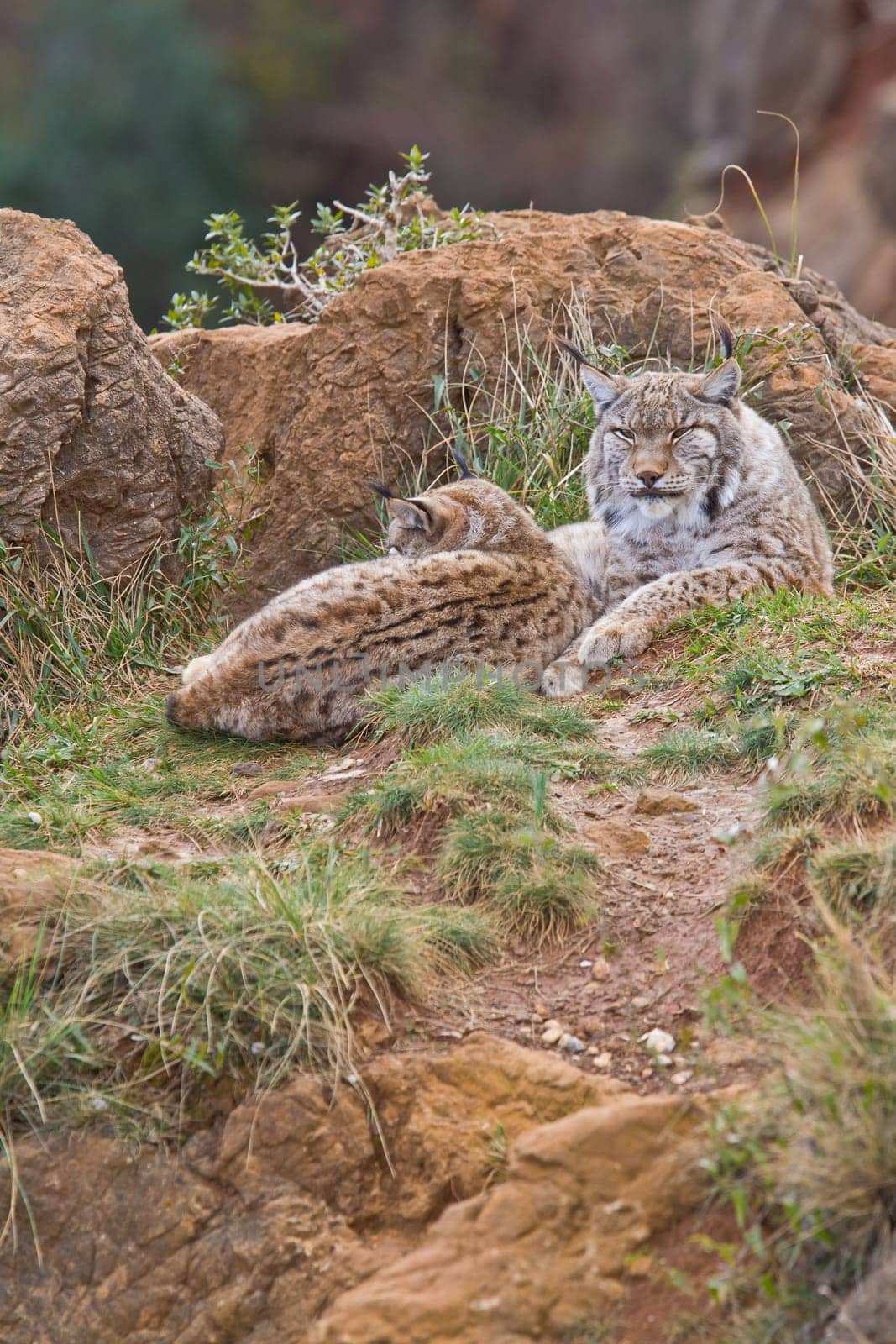 Two eurasian lynxes in a wild life park
