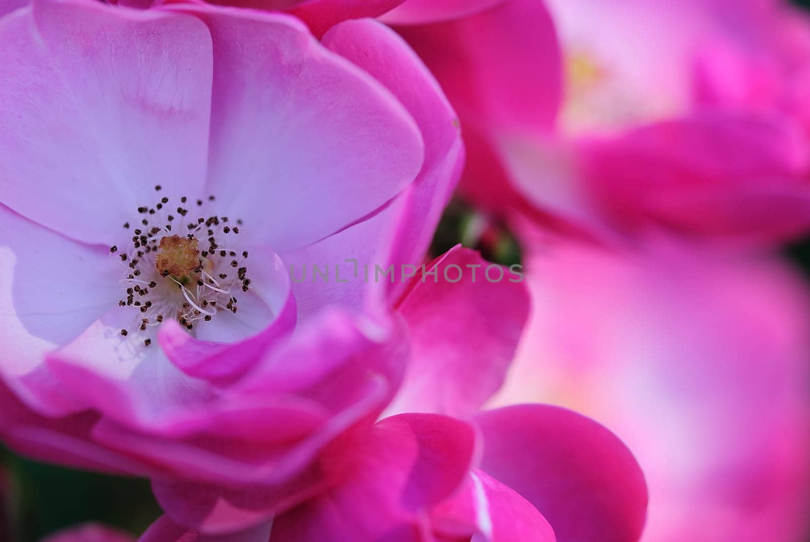tea rose