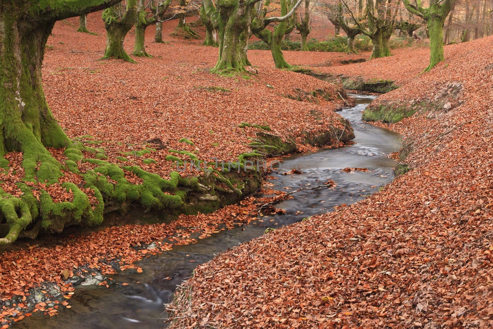 The falling leaves colors the autumn season in the forest. Otzarreta, Bizkaia, Spain