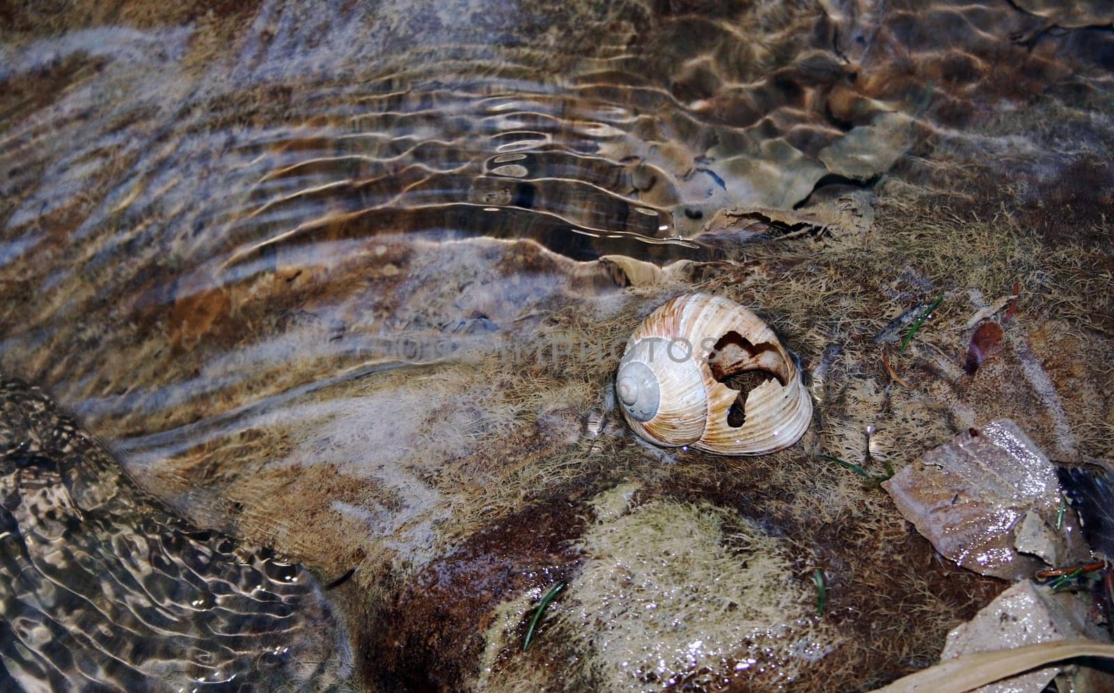 A lonely snail shell in the water