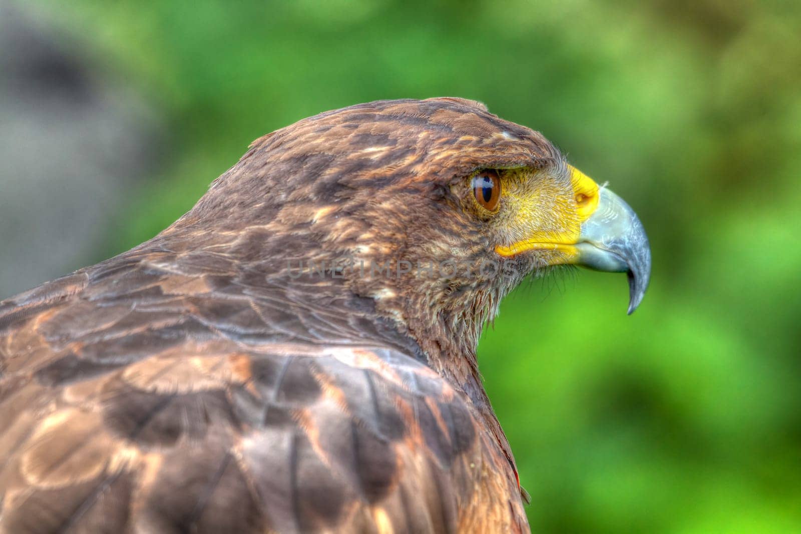 Desert Buzzard
