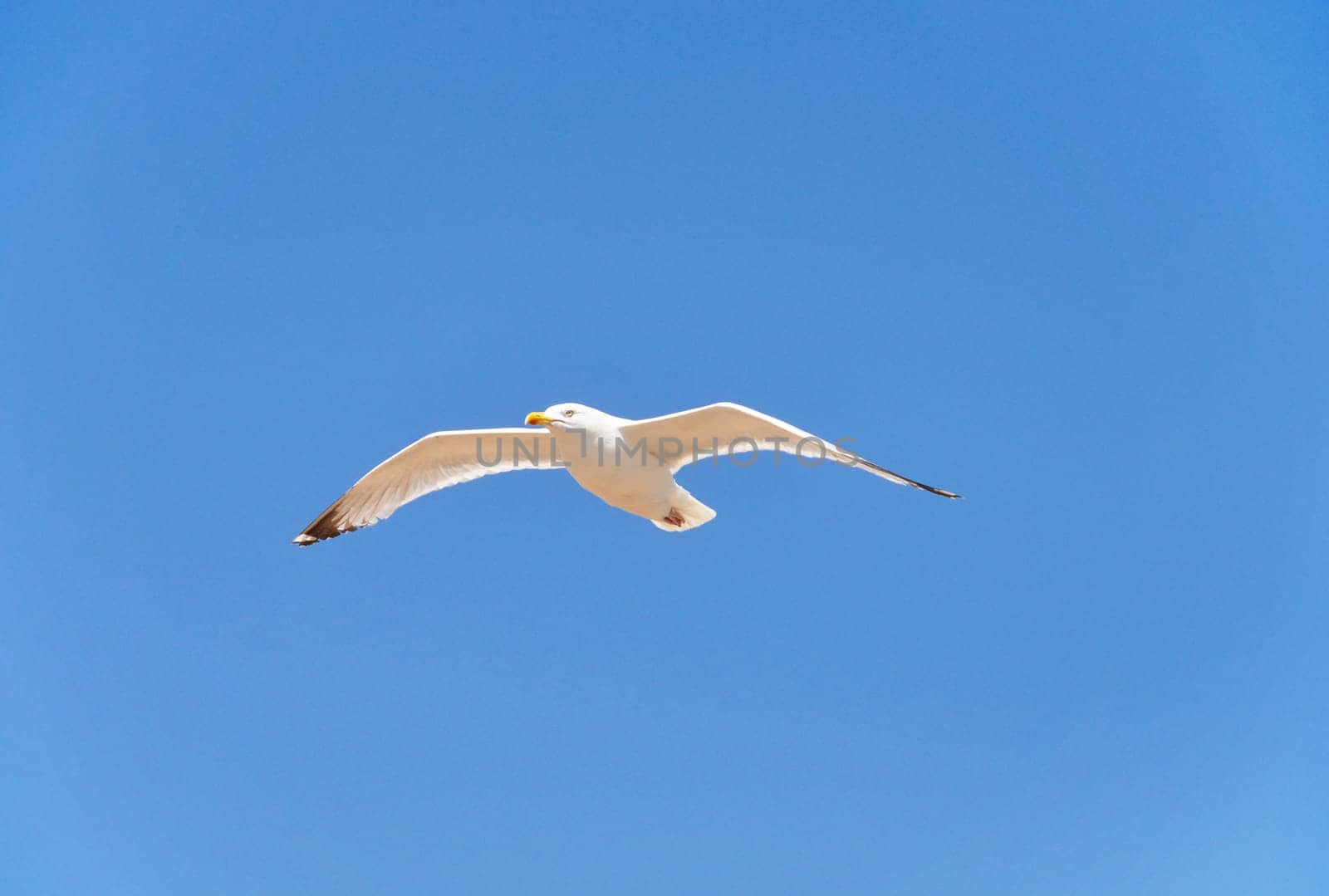 A seagull flying, blue sky background