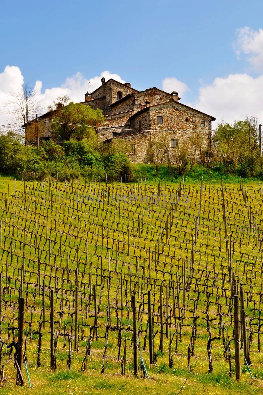 Old Tuscan house and vineyard in spring, Italy