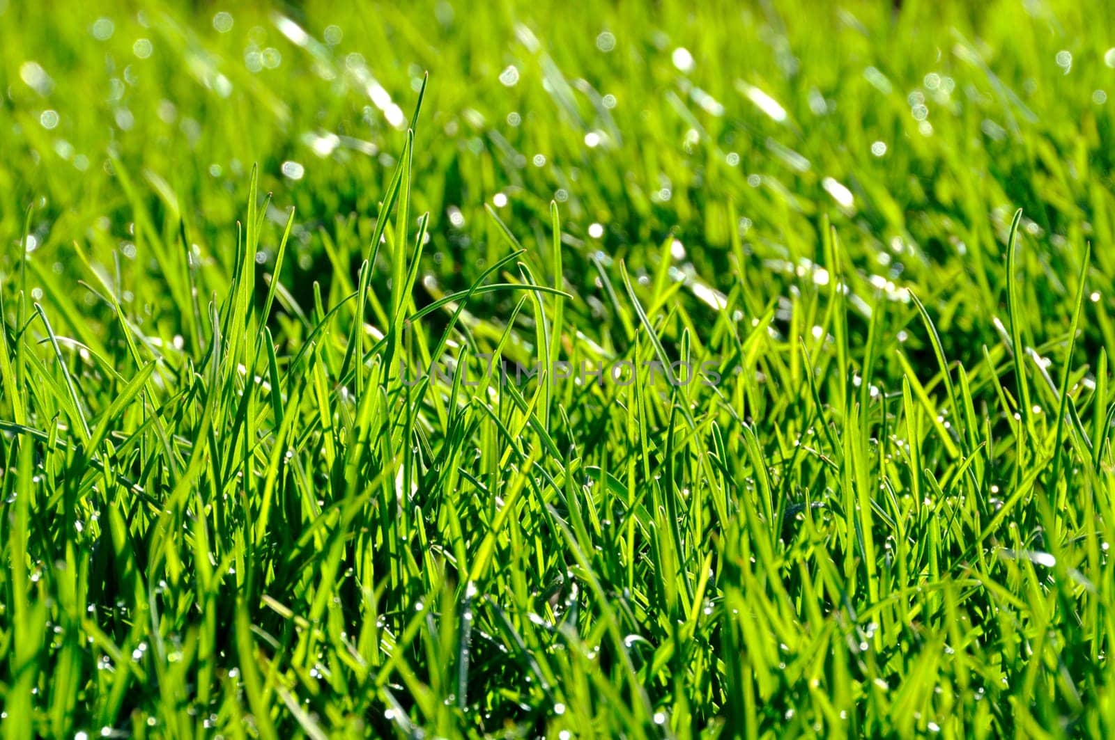 Dew on the lawn by a spring morning