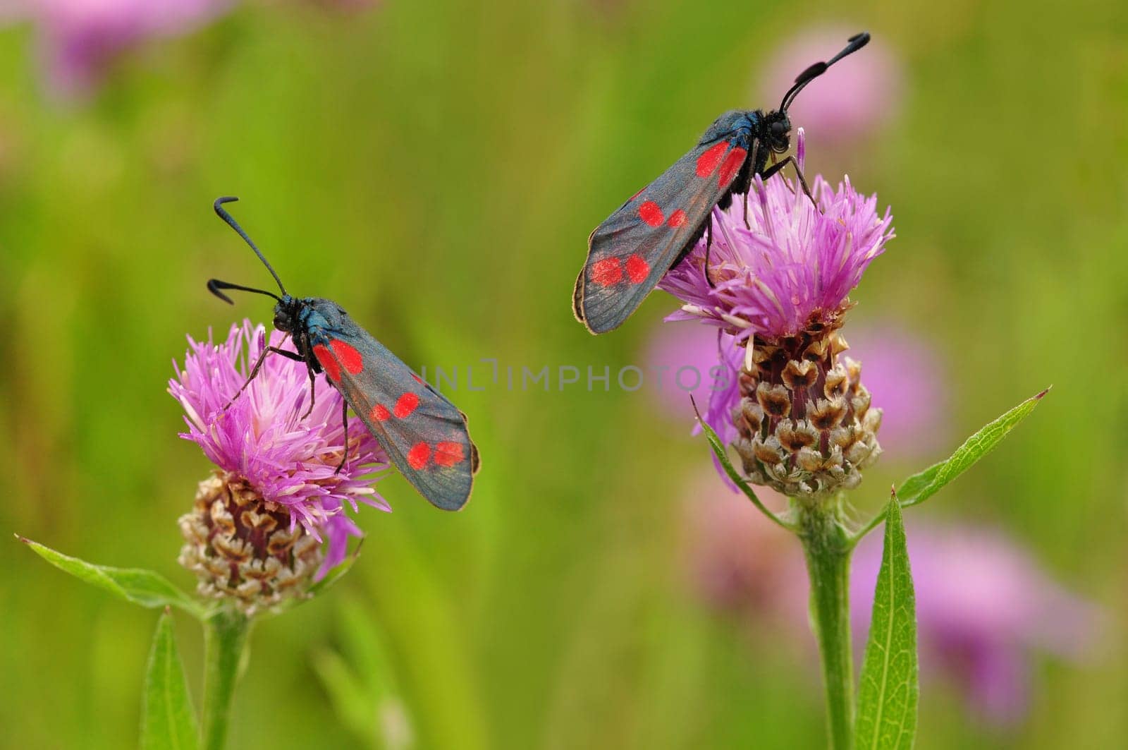 Insect Butterfly