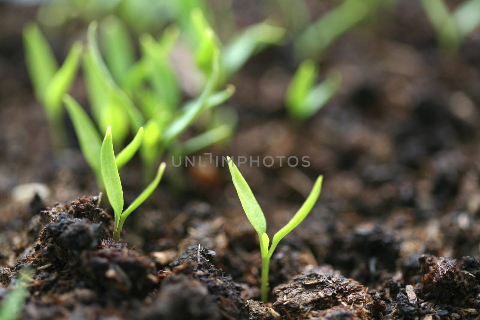 Beautiful as the natural image of the arrival of spring