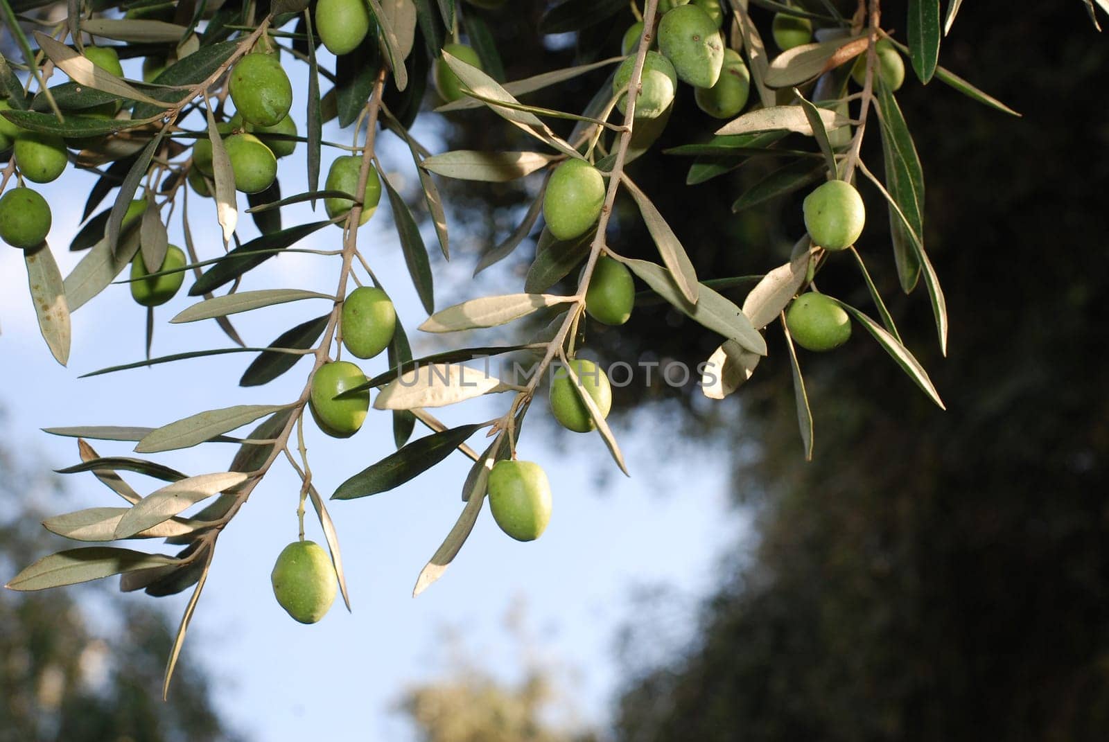 Olive tree