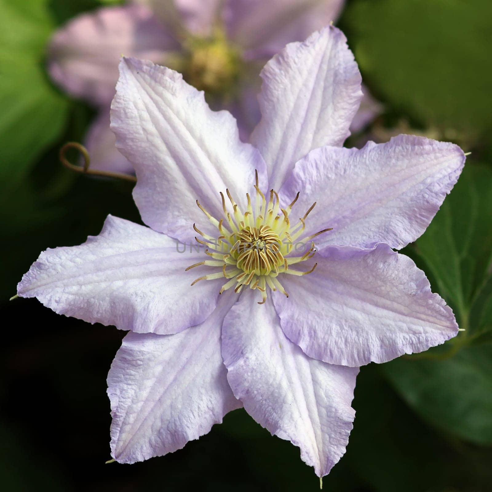 Waldrebe Clematis