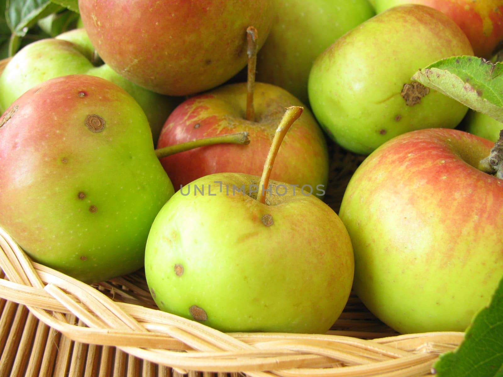 Apples from the orchard