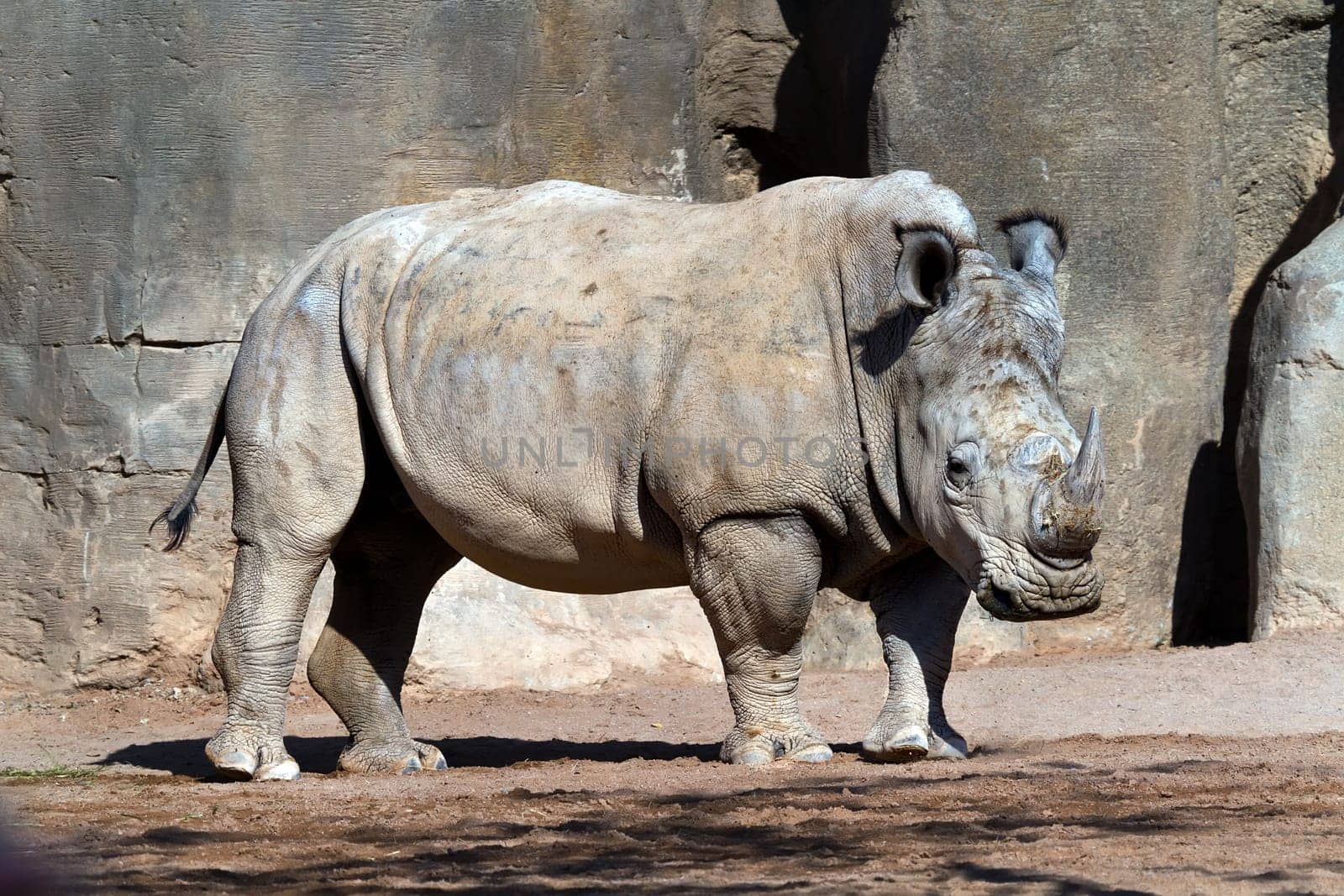 White Rhinoceros, Bioparc In Valencia Spain